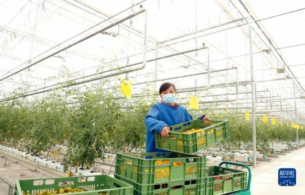 公牛配资 河北邢台：智慧农业赋能乡村振兴