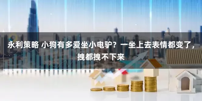 永利策略 小狗有多爱坐小电驴？一坐上去表情都变了，拽都拽不下来